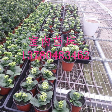 <a href='/' target='_blank'><a href='http://www.gzc45.com/miaochuangsheshi/203.html'target='_blank'>花架網</a></a>