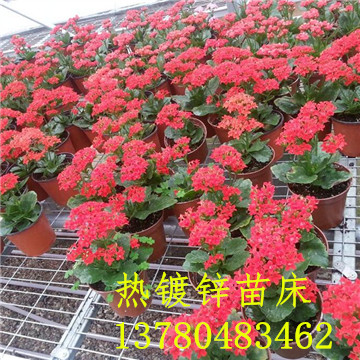 <a href='/' target='_blank'><a href='http://www.gzc45.com/miaochuangsheshi/203.html'target='_blank'>花架網</a></a>
